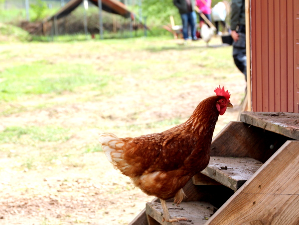 Liebfrauenhaus Herzogenaurach: Schulbauernhof ist nicht mehr wegzudenken